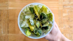 Grillos Pickle Recipe